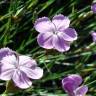 Fotografia 3 da espécie Dianthus pungens subesp. langeanus do Jardim Botânico UTAD
