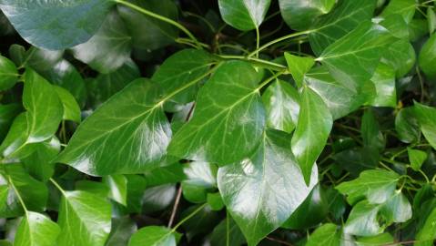 Fotografia da espécie Hedera hibernica