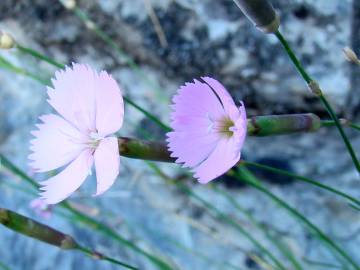 Fotografia da espécie Dianthus caryophyllus