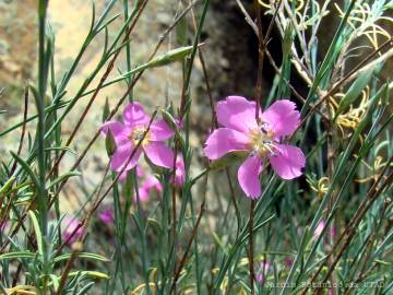 Fotografia da espécie Dianthus lusitanus