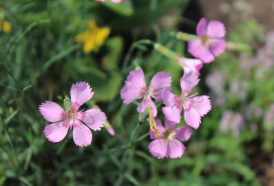 Fotografia da espécie Dianthus caryophyllus