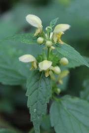 Fotografia da espécie Lamium galeobdolon subesp. montanum