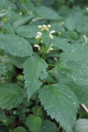 Fotografia da espécie Lamium galeobdolon subesp. montanum