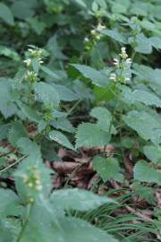 Fotografia da espécie Lamium galeobdolon subesp. montanum