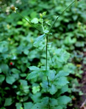 Fotografia 5 da espécie Geum urbanum no Jardim Botânico UTAD