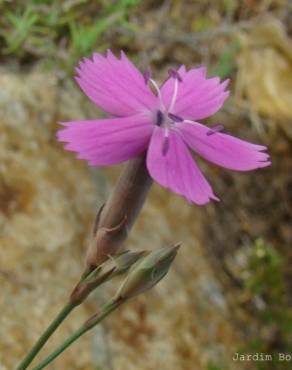 Fotografia 2 da espécie Dianthus laricifolius subesp. marizii no Jardim Botânico UTAD