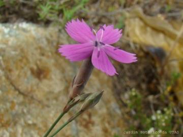 Fotografia da espécie Dianthus laricifolius subesp. marizii
