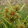 Fotografia 5 da espécie Cyperus eragrostis do Jardim Botânico UTAD