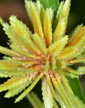 Fotografia 6 da espécie Cyperus eragrostis no Jardim Botânico UTAD