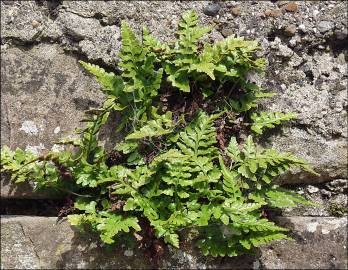 Fotografia da espécie Asplenium sulcatum