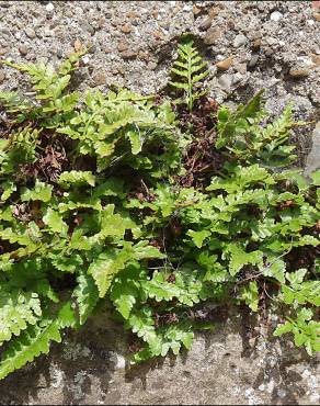 Fotografia 3 da espécie Asplenium sulcatum no Jardim Botânico UTAD