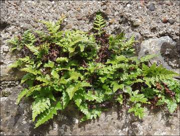 Fotografia da espécie Asplenium sulcatum