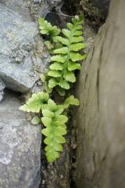 Fotografia da espécie Asplenium sulcatum