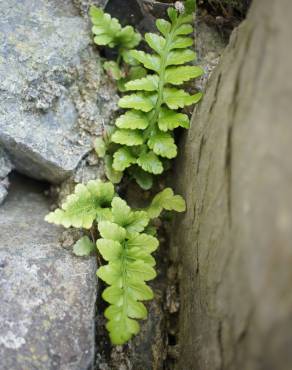 Fotografia 4 da espécie Asplenium sulcatum no Jardim Botânico UTAD