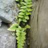 Fotografia 4 da espécie Asplenium sulcatum do Jardim Botânico UTAD