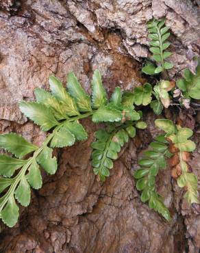 Fotografia 5 da espécie Asplenium sulcatum no Jardim Botânico UTAD