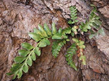 Fotografia da espécie Asplenium sulcatum