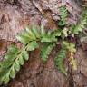 Fotografia 5 da espécie Asplenium sulcatum do Jardim Botânico UTAD