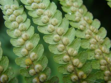 Fotografia da espécie Dryopteris filix-mas