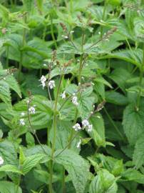 Fotografia da espécie Veronica urticifolia