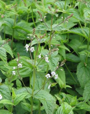 Fotografia 1 da espécie Veronica urticifolia no Jardim Botânico UTAD