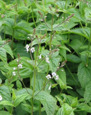 Fotografia de capa Veronica urticifolia - do Jardim Botânico