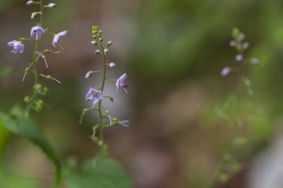 Fotografia da espécie Veronica urticifolia