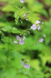 Fotografia da espécie Veronica urticifolia