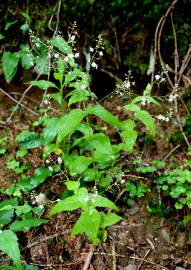 Fotografia da espécie Veronica urticifolia