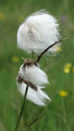 Fotografia da espécie Eriophorum angustifolium