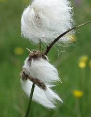 Eriophorum angustifolium