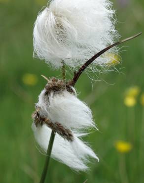 Fotografia 1 da espécie Eriophorum angustifolium no Jardim Botânico UTAD