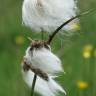 Fotografia 1 da espécie Eriophorum angustifolium do Jardim Botânico UTAD