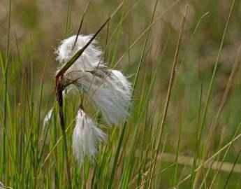 Fotografia da espécie Eriophorum angustifolium