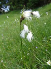 Fotografia da espécie Eriophorum angustifolium