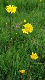 Fotografia da espécie Arnica montana subesp. atlantica