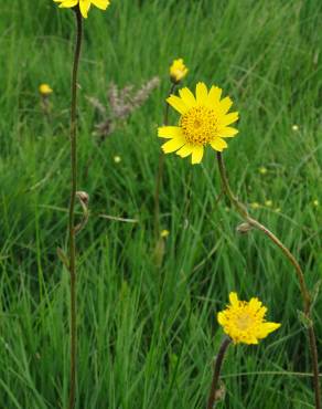 Fotografia 3 da espécie Arnica montana subesp. atlantica no Jardim Botânico UTAD