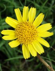 Arnica montana subesp. atlantica