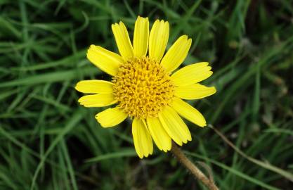 Fotografia da espécie Arnica montana subesp. atlantica