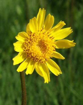 Fotografia 4 da espécie Arnica montana subesp. atlantica no Jardim Botânico UTAD