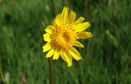 Fotografia da espécie Arnica montana subesp. atlantica