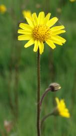 Fotografia da espécie Arnica montana subesp. atlantica