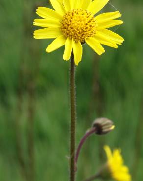 Fotografia 5 da espécie Arnica montana subesp. atlantica no Jardim Botânico UTAD