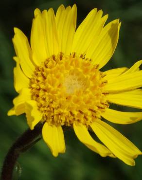 Fotografia 6 da espécie Arnica montana subesp. atlantica no Jardim Botânico UTAD