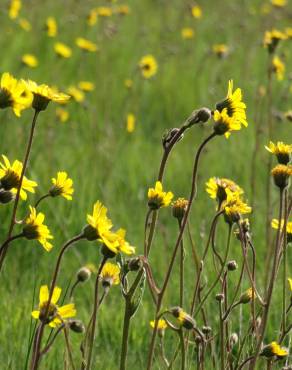 Fotografia 7 da espécie Arnica montana subesp. atlantica no Jardim Botânico UTAD