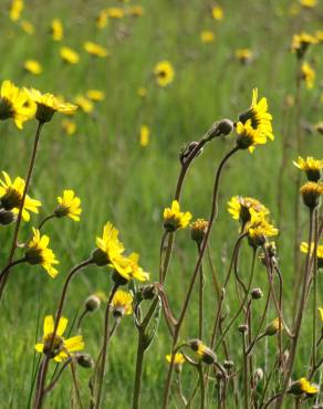 Fotografia 7 da espécie Arnica montana subesp. atlantica no Jardim Botânico UTAD