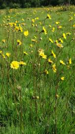 Fotografia da espécie Arnica montana subesp. atlantica