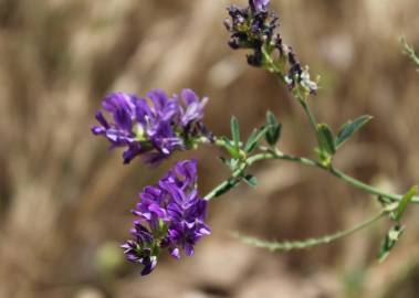 Fotografia da espécie Medicago sativa