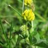 Fotografia 3 da espécie Medicago lupulina do Jardim Botânico UTAD