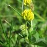 Fotografia 3 da espécie Medicago lupulina do Jardim Botânico UTAD